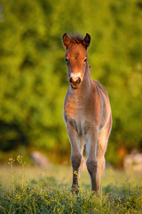 Exmoor pony (Equus ferus caballus), with beautiful green coloured background. Amazing endangered wild horse with brown hair in the steppe. Wildlife scene from nature, Czech Republic