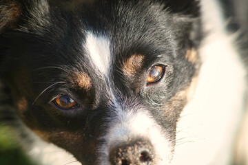 Pies patrzący w obiektyw aparatu. Psie oczy z odbiciem. - obrazy, fototapety, plakaty