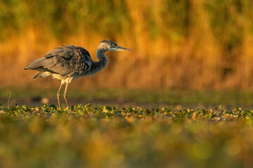Grey heron (Ardea cinerea), with beautiful orange background. Colourful water bird with grey feathers in the lake. Wildlife scene from nature, Hungary