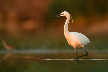 Little egret (Egretta garzetta), with beautiful orange background. Colourful water bird with white feathers in the lake. Wildlife scene from nature, Hungary