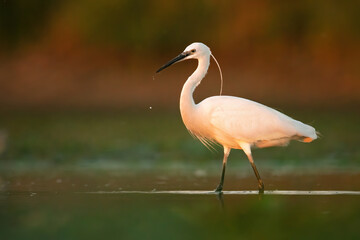 Little egret (Egretta garzetta), with beautiful orange background. Colourful water bird with white feathers in the lake. Wildlife scene from nature, Hungary