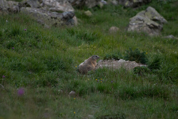 Marmotte en reflexion