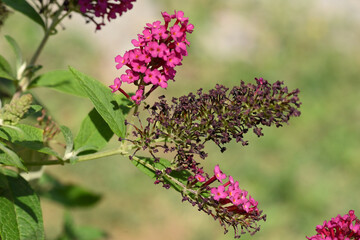 buddleia fleurs et graines