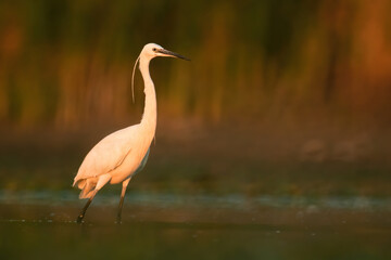 Fototapeta premium Little egret (Egretta garzetta), with beautiful orange background. Colourful water bird with white feathers in the lake. Wildlife scene from nature, Hungary