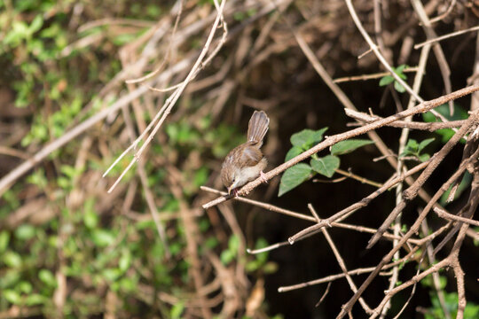 a beautiful Graceful prinia( graceful warbler ) perched on bush like a models . yemen
