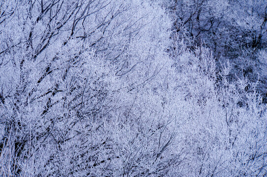 葛城山の樹氷
