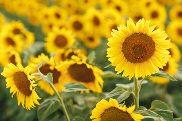 Field of blooming sunflowers. Sunflower oil source