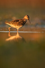 Ruff (Calidris pugnax), with beautiful orange background. Colourful shorebird with grey and black feathers in the lake. Wildlife scene from nature, Hungary