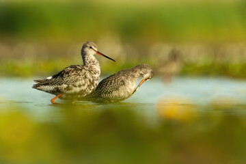 Spotted redshank (Tringa erythropus), with beautiful orange background. Colourful shorebird with grey and black feathers in the lake. Wildlife scene from nature, Hungary