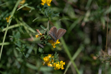 Papillon sur fleur sauvage 03
