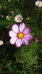 pink and white flowers
