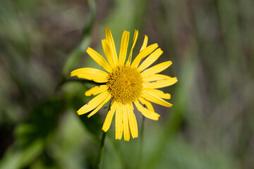 L’arnica des montagnes