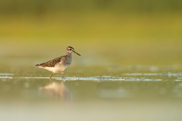 Wood sandpiper (Tringa glareola), with beautiful orange background. Colourful shorebird with brown and white feathers in the lake. Wildlife scene from nature, Hungary
