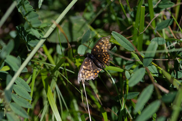 Papillon sur herbe