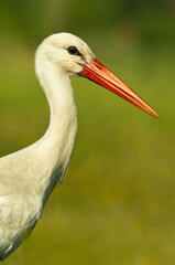 White stork (Ciconia ciconia), with beautiful orange background. Colourful water bird with yellow and brown feathers in the lake. Wildlife scene from nature, Hungary
