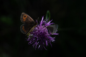 Papillons sur Centaurée à une tête 2
