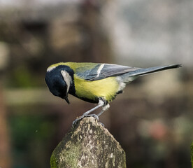 Great tit (Parus major) looking for insects.