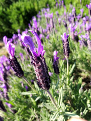 lavender flowers in the field