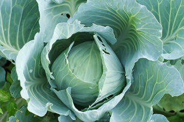 Obraz premium Cabbage head in green foliage in the garden, vegetables and agriculture.
