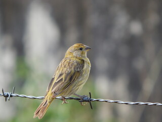 robin on a branch