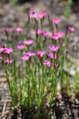 flowers in the garden