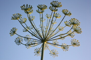 flower on sky
