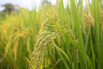 Fototapeta premium ear of rice