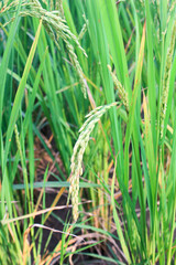 ear of rice