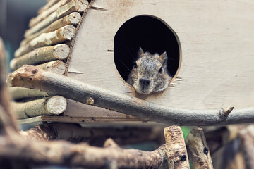 Cute fluffy grey rock cavy exotic rodent rests lying in wooden small house in zoo close view