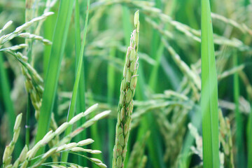 Fototapeta na wymiar ear of rice