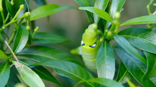 A macro and shallow depth of field footage with noise of final instar larva caterpillar at the tree eating leaves. Inconsistent Light changes outdoor and windy situation caused by rainy season.