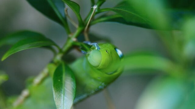 A macro and shallow depth of field footage with noise of final instar larva caterpillar at the tree eating leaves. Inconsistent Light changes outdoor and windy situation caused by rainy season.