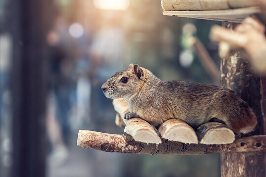 Cute fluffy grey rock cavy exotic rodent rests lying on small wooden shelf near house in zoo close view