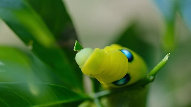 A macro and shallow depth of field footage with noise of final instar larva caterpillar at the tree eating leaves. Inconsistent Light changes outdoor and windy situation caused by rainy season.