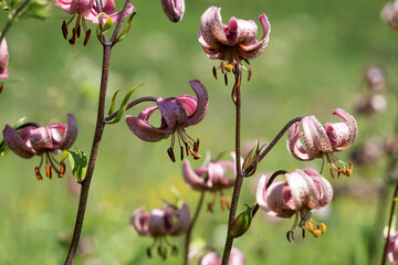 Pink flower Lilium Martagon with curly swirling petals, red large pistils grows on thin stem with green leaves
