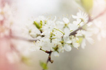 Defocused floral background with cherry blossoms on green leaves
