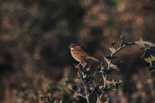 rufous-collared sparrow over Colletia paradoxa