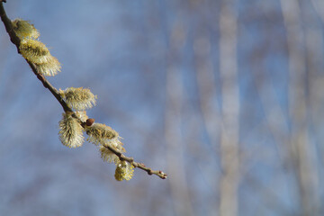 Pierwsze oznaki wiosny na drzewach.