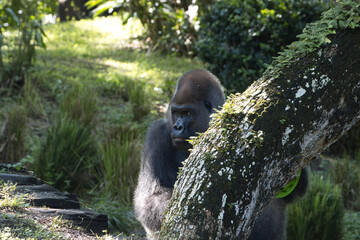 Gorilla