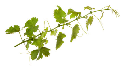 Branch of fresh vine isolated on white background