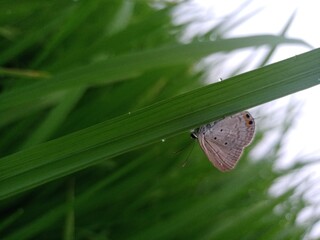 butterfly on leaf