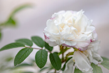 Obraz na płótnie Canvas A white rose