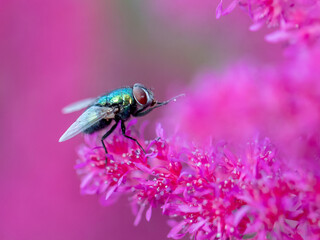 A fly