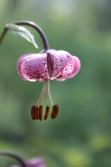 close up of a flower