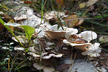 грибы в осеннем лесу