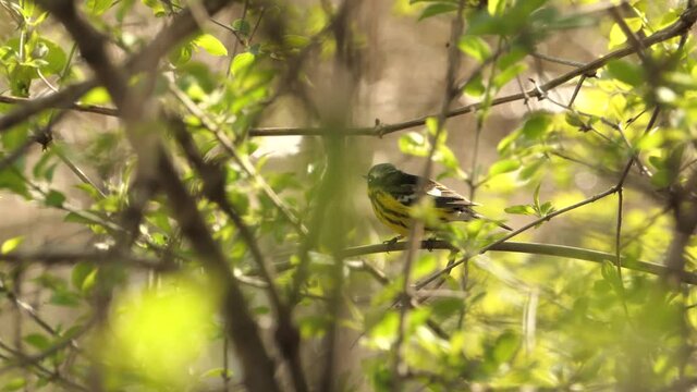 Magnolia Warbler Perching On A Tree Branch In The Forest. wide shot
