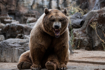 Portrait of a brown bear (Ursus arctos) roaring with its mouth wide open