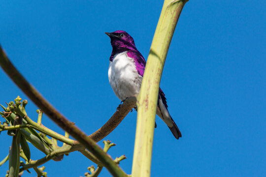 The violet-backed starling (Cinnyricinclus leucogaster) set on electricity wire. The violet-backed starling rarely spot in yemen