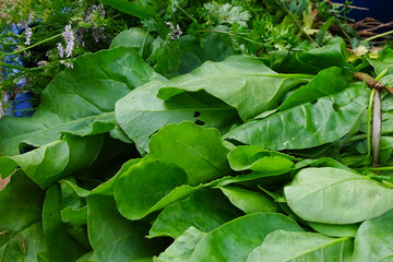 Fototapeta na wymiar leaves in a garden