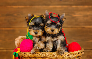 Two yorkshire terrier puppies sitting in a wicker basket with multi-colored woolen balls on a...